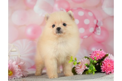 成約済の千葉県のポメラニアン-287086の7枚目