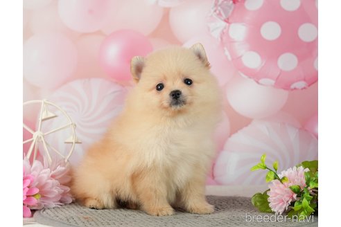 成約済の千葉県のポメラニアン-287086の8枚目