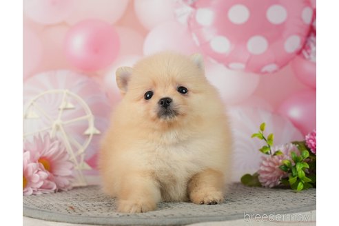 成約済の千葉県のポメラニアン-287086の1枚目