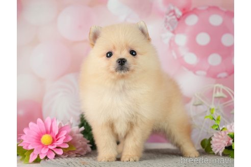 成約済の千葉県のポメラニアン-287086の9枚目