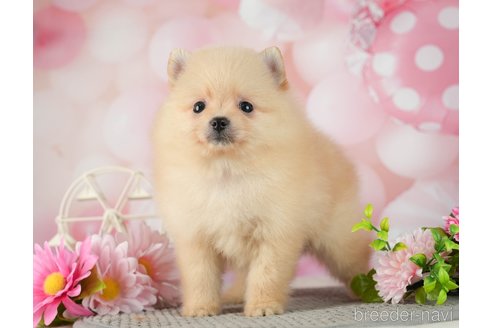 成約済の千葉県のポメラニアン-287086の5枚目