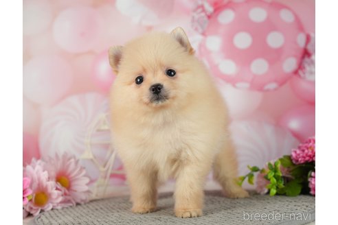 成約済の千葉県のポメラニアン-287086の2枚目