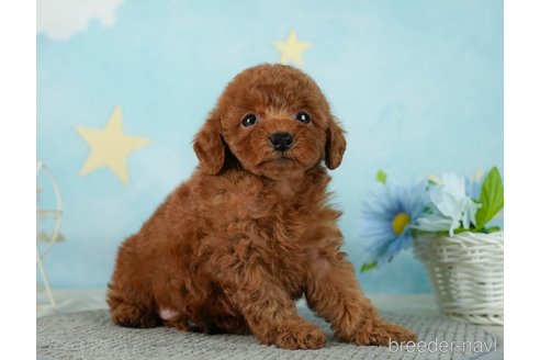 成約済の千葉県のタイニープードル-287087の9枚目