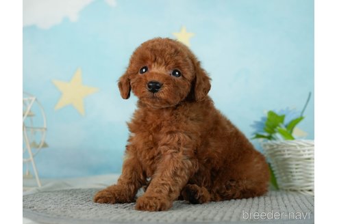 成約済の千葉県のタイニープードル-287087の4枚目