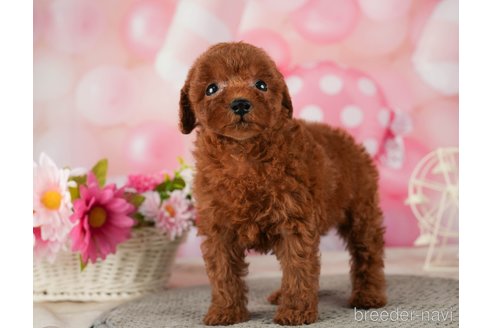 成約済の千葉県のタイニープードル-287088の1枚目