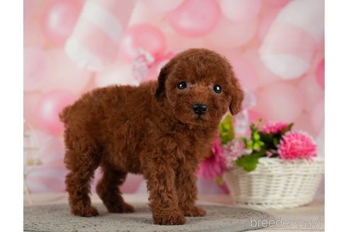 成約済の千葉県のタイニープードル-287088の7枚目