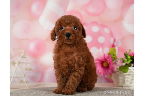 成約済の千葉県のタイニープードル-287088の8枚目