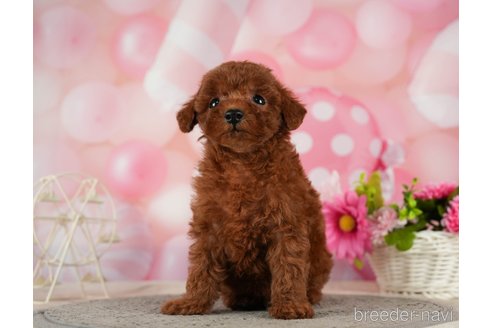 成約済の千葉県のタイニープードル-287088の9枚目