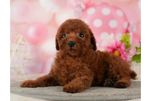 成約済の千葉県のタイニープードル-287088の5枚目