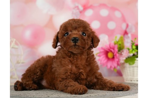 成約済の千葉県のタイニープードル-287088の6枚目