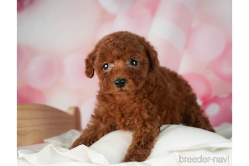 成約済の千葉県のタイニープードル-287088の4枚目