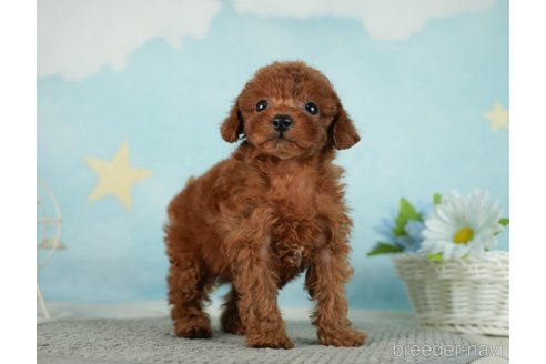 成約済の千葉県のタイニープードル-287089の8枚目