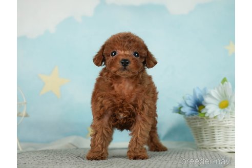 成約済の千葉県のタイニープードル-287089の9枚目