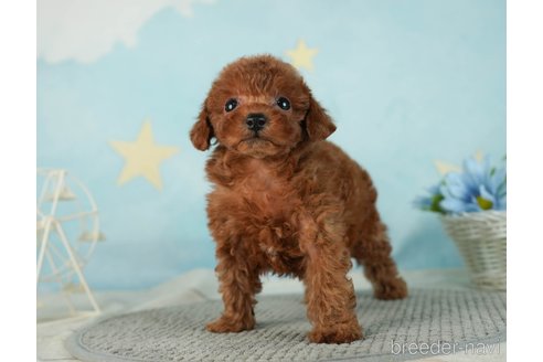 成約済の千葉県のタイニープードル-287089の10枚目