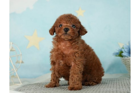 成約済の千葉県のタイニープードル-287089の4枚目