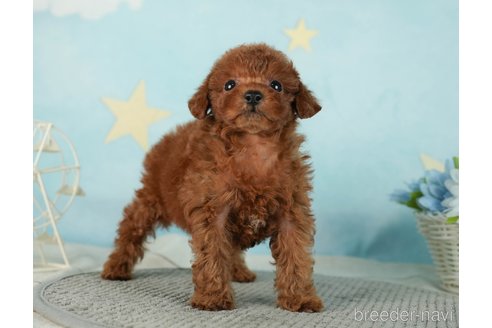 成約済の千葉県のタイニープードル-287089の5枚目