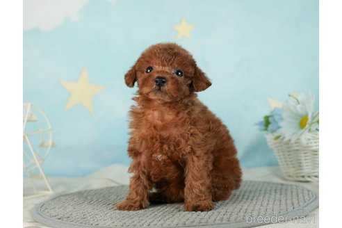 成約済の千葉県のタイニープードル-287089の6枚目