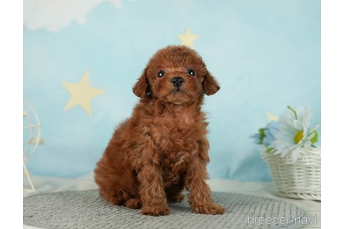 成約済の千葉県のタイニープードル-287089の7枚目