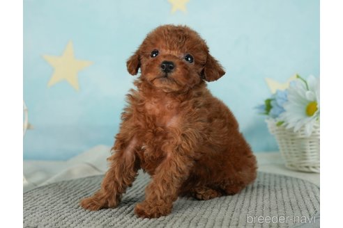 成約済の千葉県のタイニープードル-287089の2枚目