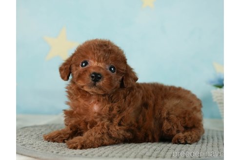 成約済の千葉県のタイニープードル-287089