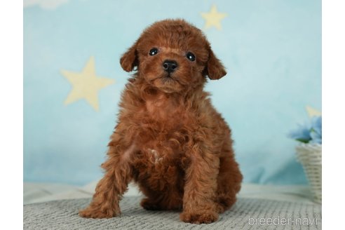 成約済の千葉県のタイニープードル-287089の3枚目