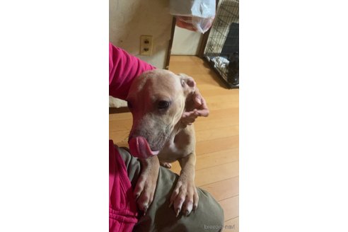 成約済の佐賀県のアメリカンピットブルテリア-245689の3枚目