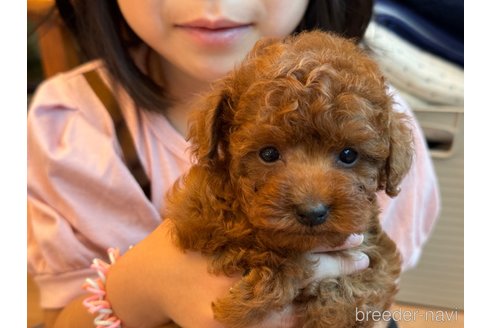 成約済の埼玉県のタイニープードル-287107の19枚目