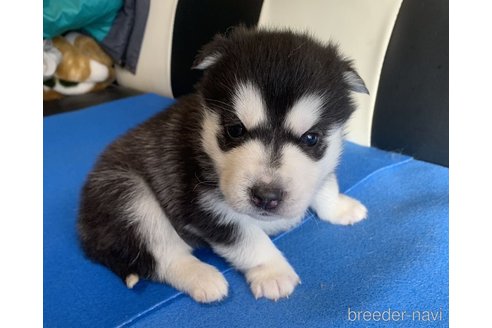 成約済の愛知県のシベリアンハスキー-287121の1枚目