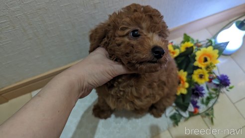 成約済の広島県のトイプードル-281913の195枚目