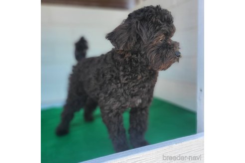 成約済の茨城県のミックス犬-261641の17枚目