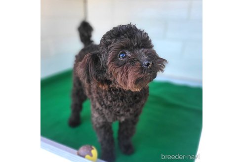 成約済の茨城県のミックス犬-261641の16枚目