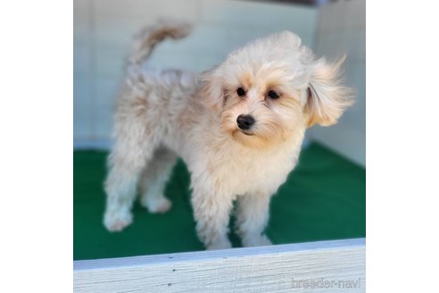 成約済の茨城県のミックス犬-261643の15枚目