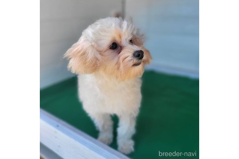 成約済の茨城県のミックス犬-261643の13枚目