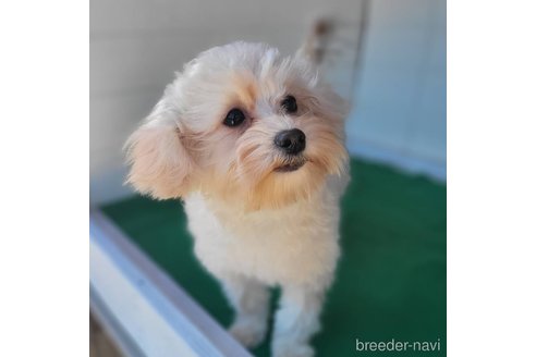 成約済の茨城県のミックス犬-261643の11枚目