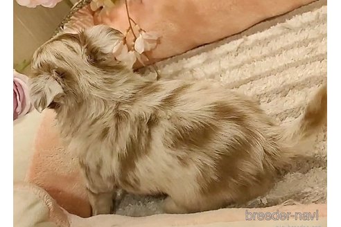 成約済の愛知県のチワワ(ロングコート)-287187の4枚目