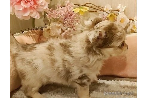 成約済の愛知県のチワワ(ロングコート)-287187の3枚目