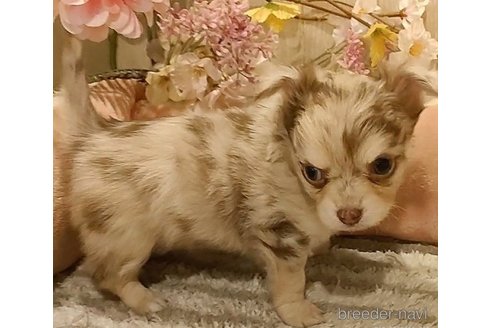 成約済の愛知県のチワワ(ロングコート)-287187の2枚目