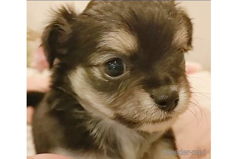 成約済の愛知県のチワワ(ロングコート)-287188の5枚目