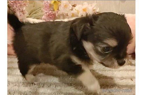 成約済の愛知県のチワワ(ロングコート)-287188の3枚目