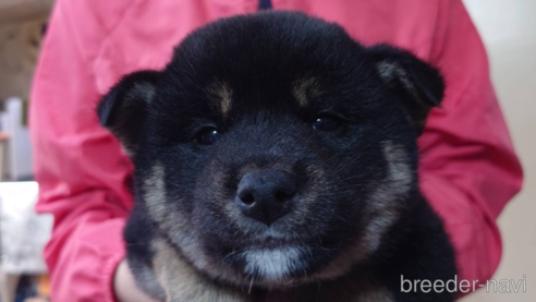 子犬