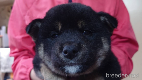 成約済の山口県の柴犬-283789の1枚目