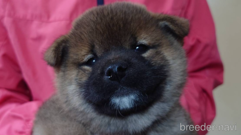 成約済の山口県の柴犬-283791