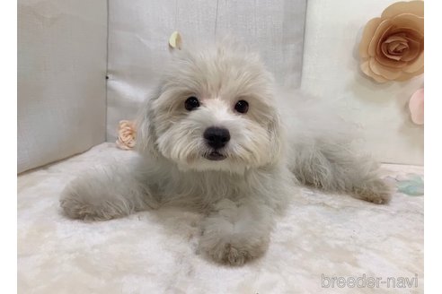 成約済の東京都のミックス犬-254192の9枚目