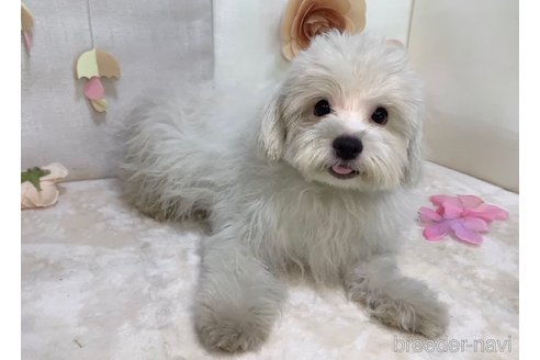 成約済の東京都のミックス犬-254192の8枚目