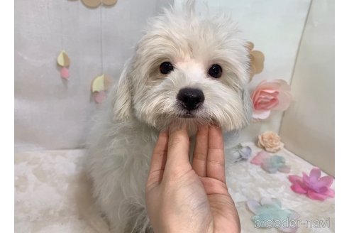 成約済の東京都のミックス犬-254192の7枚目