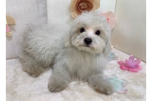 成約済の東京都のミックス犬-254192の6枚目