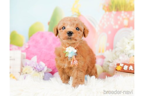 成約済の神奈川県のトイプードル-287224の11枚目