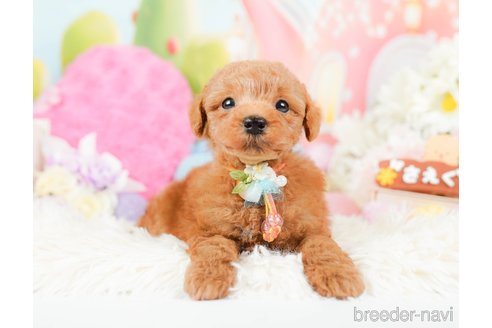 成約済の神奈川県のトイプードル-287224の7枚目