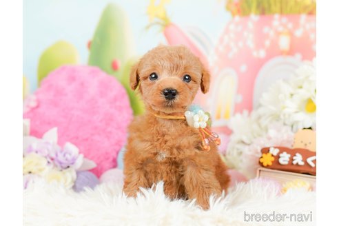 成約済の神奈川県のトイプードル-287224の8枚目