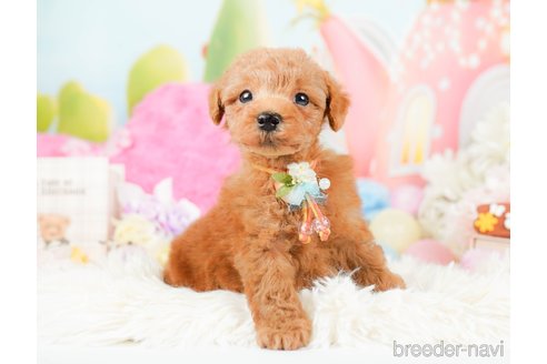 成約済の神奈川県のトイプードル-287224の9枚目